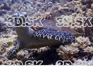 Sea Turtle 0013